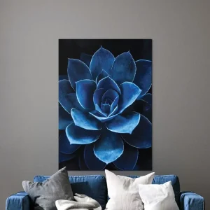 Echt Bild Blauer Sukkulent