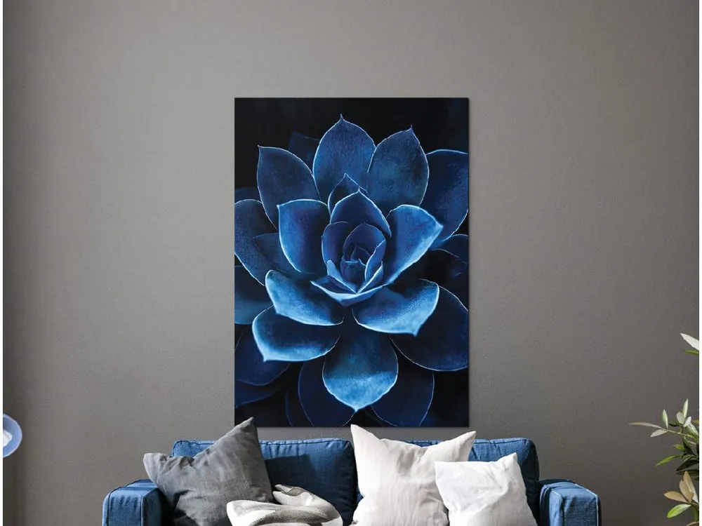 Echt Bild Blauer Sukkulent