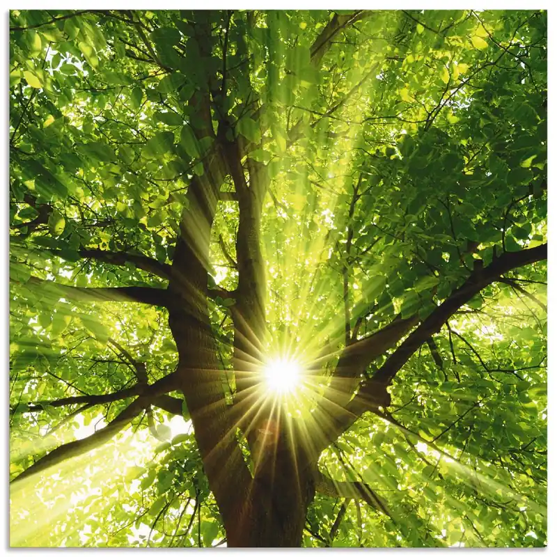 Sonne strahlt explosiv durch den Baum T5GQ Wandbild Kostenloser Versand