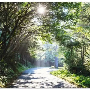 Sonniger Wald U1TD Wandbild Versand Am Gleichen Tag