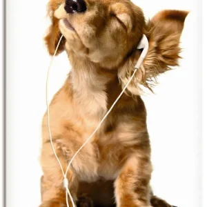 Günstig Junger Hund hört Musik über Kopfhörer T5QE Wandbild