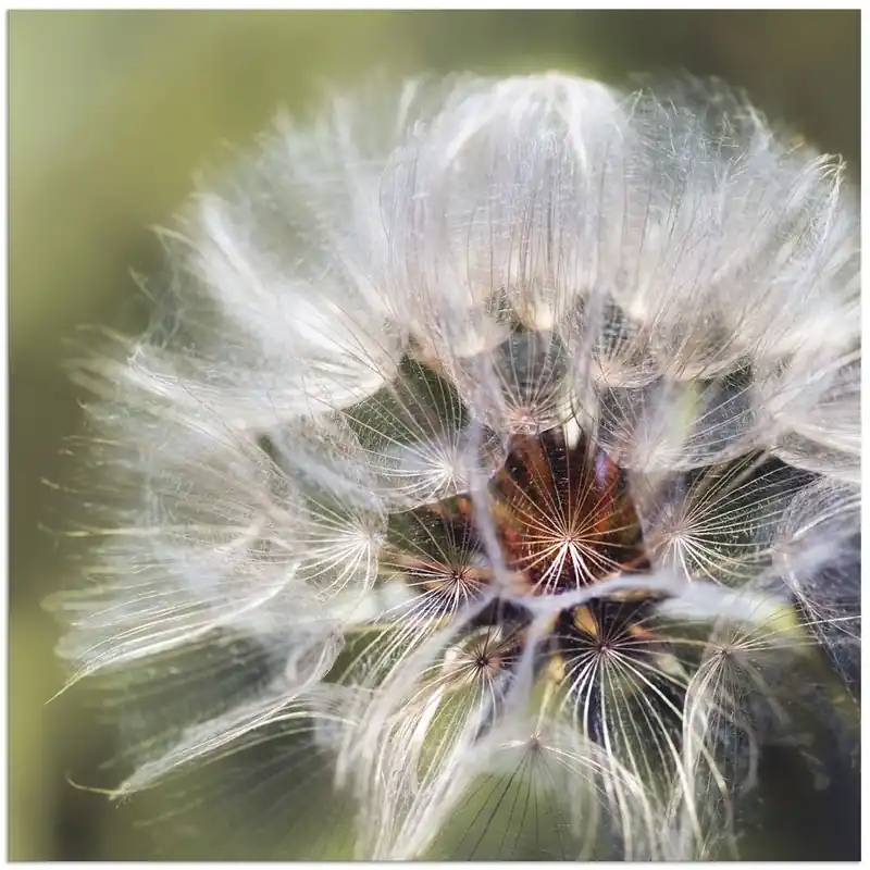 Geprüft Pusteblume II T3LA Wandbild