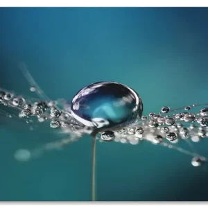 Top-Seller Pusteblume Tautropfen blau U1TB Wandbild