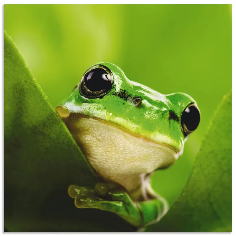 Ausspähender Frosch T5VH Wandbild Bestpreis