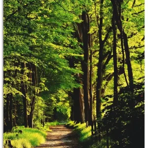 Weg im Wald T1UC Wandbild Online Kaufen