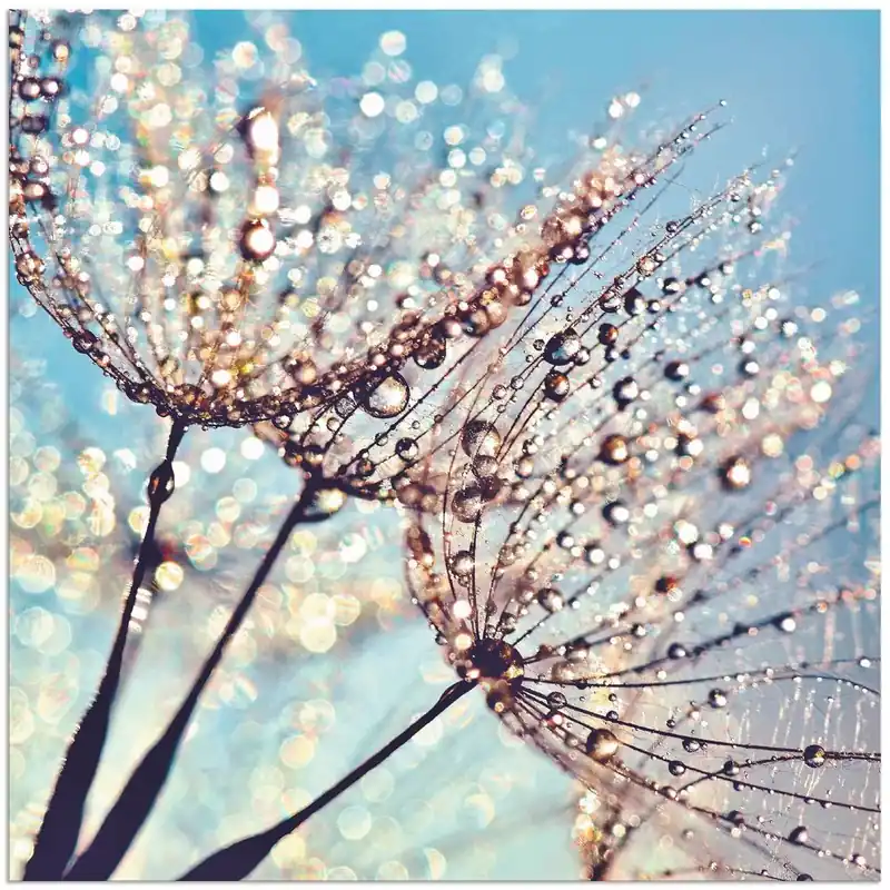 Pusteblume Tröpfchenfänger S9LQ Wandbild Sale
