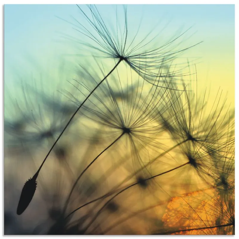 Beliebt Goldener Sonnenuntergang und Pusteblumen T5XL Wandbild