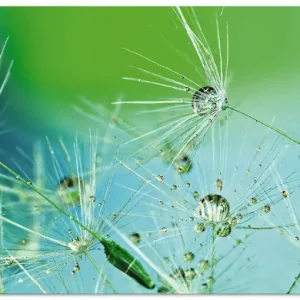 Glitzernde Pustblumen mit Wassertropfen S9BX Wandbild Bestseller