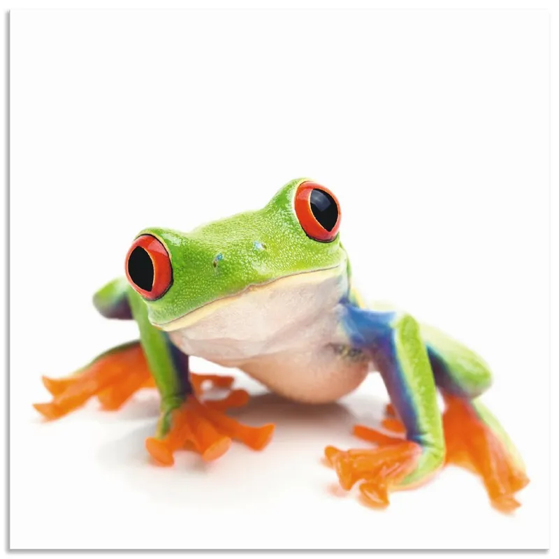 Großaufnahme eines Frosches vor weiß T5WY Wandbild Versand Am Gleichen Tag