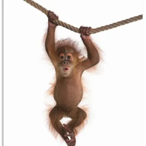 Baby Orang Utan hängt an Seil II T5RK Wandbild Top-Seller