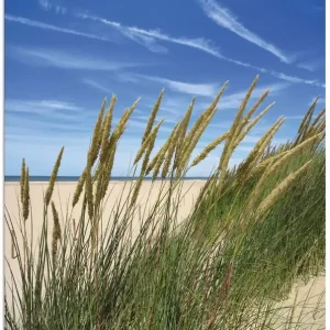 Blühendes Strandgras T1IB Wandbild Zertifiziert