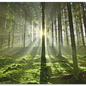 Rabatt Wald im Gegenlicht T5SV Wandbild