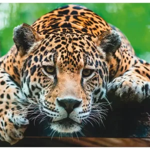 Südamerikanischer Jaguar T5FI Wandbild Super-Preis