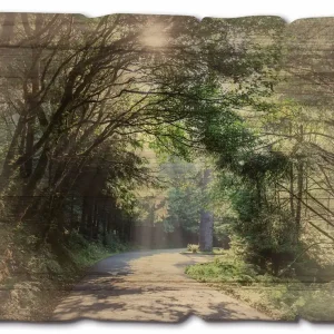 Sonniger Wald U1TD Holzbild Vintage 40x30 cm Bestseller