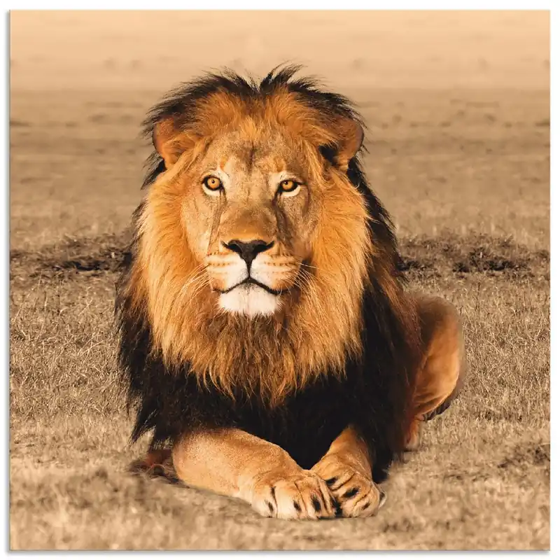 Angebot Löwe T5RJ Wandbild