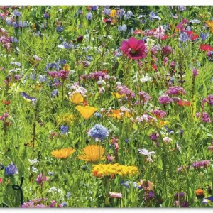 Preiswert Bunte Blumenwiese U2KT Wandbild