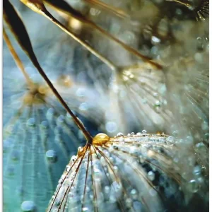 Bestseller Pusteblume Mystische Schönheit T9SY Wandbild