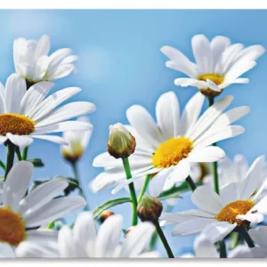 Blumen - Margeriten T2YI Wandbild Kostenloser Rückversand