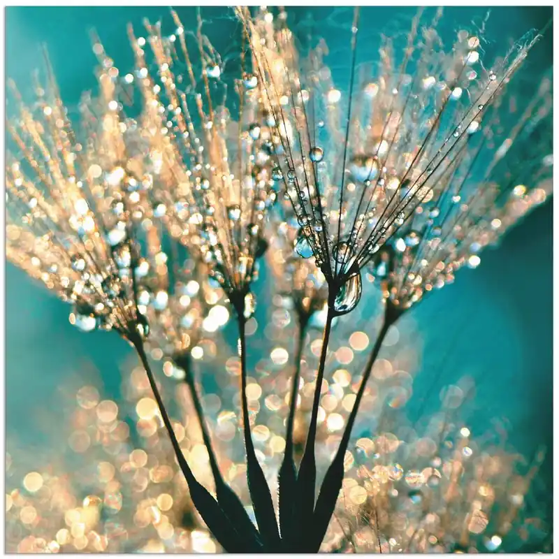 Pusteblume Schirmchen abstrakt S8TE Wandbild Jetzt Kaufen
