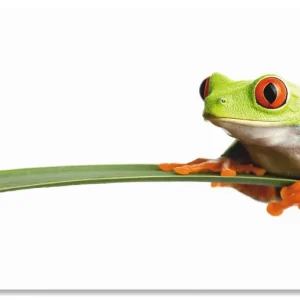 Beliebt Frosch auf einem Blatt T0OE Wandbild