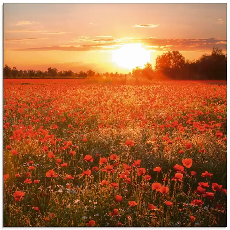 Beliebt Mohnblumenfeld bei Sonnenuntergang S6AM Wandbild