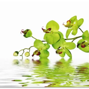 Günstig Schöne Orchidee mit grünem Hintergrund T5OW Wandbild
