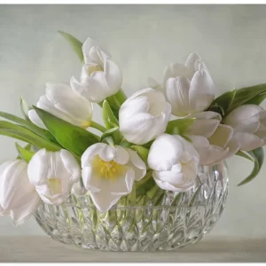 Begrenztes Angebot Weiße Tulpen T1HC Wandbild