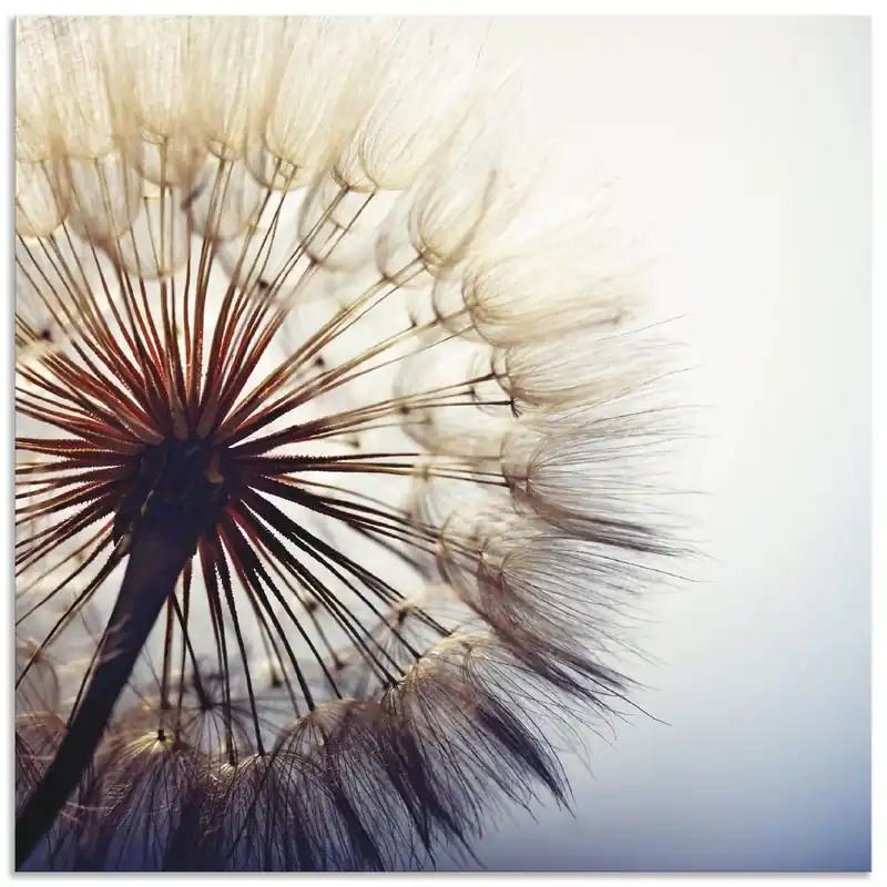 Sale Große Pusteblume T4RE Wandbild