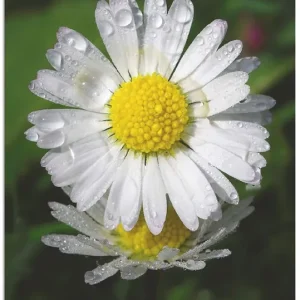 Begrenztes Angebot Gänseblümchen mit Tropfen S8XW Wandbild