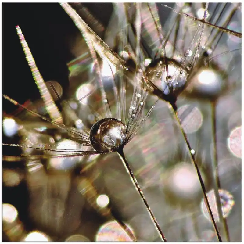 Pusteblume mit Wasserperlen T1RG Wandbild Geprüft