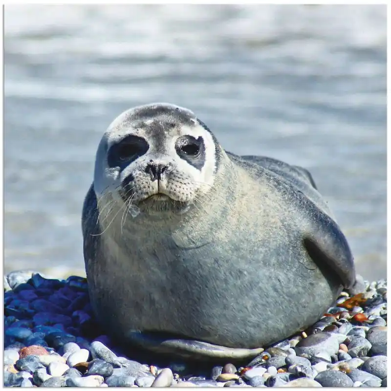 Top-Preis Robbe am Strand von Helgoland S9SA Wandbild