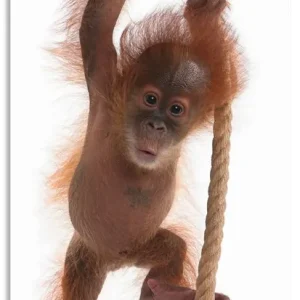 Schneller Versand Baby Orang Utan hängt am Seil I T5RI Wandbild