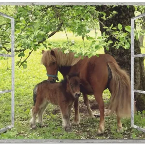 Top-Angebot Fensterblick - Pony mit Kind S8HN Wandbild