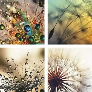 Bestseller Pusteblume,Nahaufnahme Löwenzahn Poster Set DIN A4 / je 21x29,7 cm