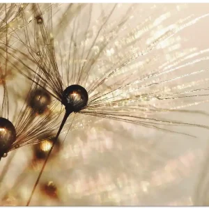 Günstig Pusteblume Goldener Tropfen Q5WV Wandbild