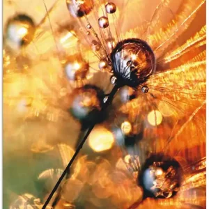 Pusteblume Energy T2AV Wandbild Geprüft