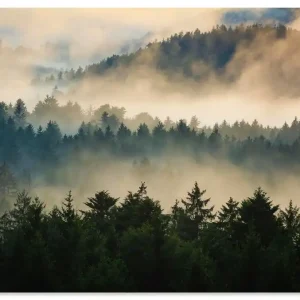 Wald im Nebel U4TM Wandbild Markenware