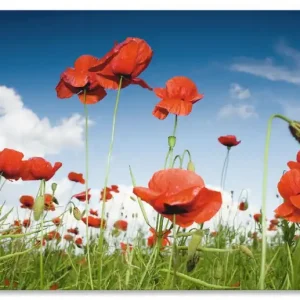 Rabatt Feld mit Mohnblumen unter Himmel S8CB Wandbild