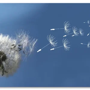 Pusteblume T3CR Wandbild Direkt Vom Hersteller