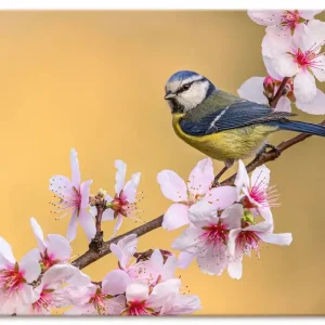 Blaumeise an Mandelblüten Wandbild Neu
