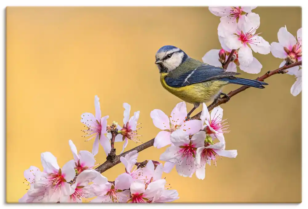 Blaumeise an Mandelblüten Wandbild Neu
