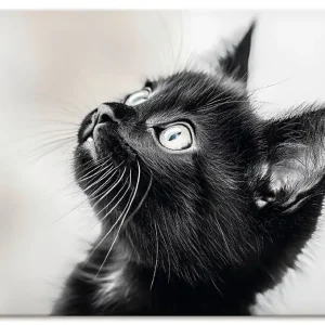 Schwarze Katze Wandbild Günstig