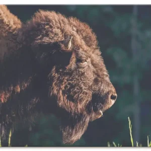 Bison Meditation Wandbild Sonderaktion