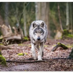 Der Wolf auf wilden Pfaden der Natur U5HP Wandbild Direkt Vom Hersteller