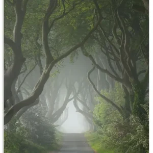 Dark Hedges in mystischer Morgenstimmung U5DM Mega-Angebot