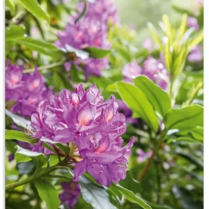 Bestpreis Pink Rhododendren U5CK