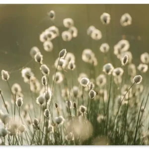 Wollgras Blüten Meer im Moor U4YQ Wandbild Top-Preis