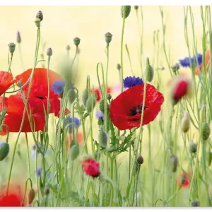 Sommer Klatschmohn Wiese mit Kornblumen U4YP Wandbild Ausverkauf