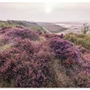 Blühende Heidelandschaft auf Sylt U4XW Wandbild Ausverkauf