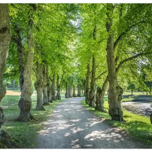 Allee im Park Stockholm, Schweden U4RI Wandbild Neu Im Sortiment